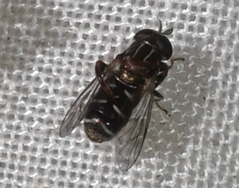 Syrphidae : Eumerus sp.?  S